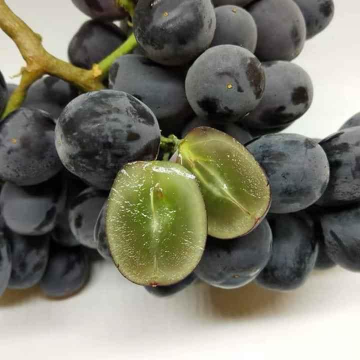 Cây giống NHO ĐEN không hạt trái tròn
