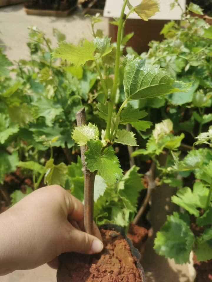 Cây giống NHO ĐEN không hạt trái tròn