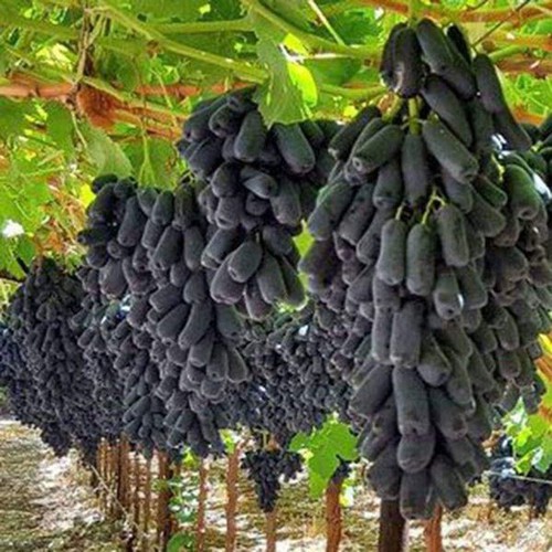 Cây giống NHO NGÓN TAY đen trái ngọt không hạt - giống chuẩn