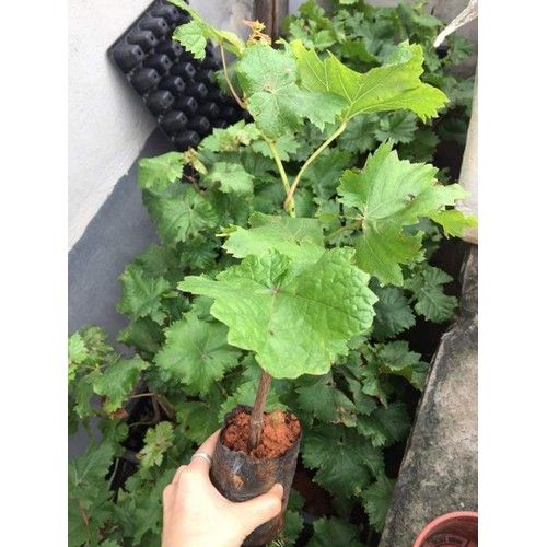 Cây giống NHO NGÓN TAY đen trái ngọt không hạt - giống chuẩn