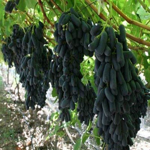 Cây giống NHO NGÓN TAY đen trái ngọt không hạt - giống chuẩn