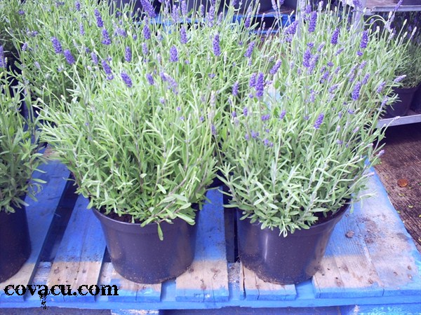 Gói 50 hạt giống hoa oải hương - Lavender
