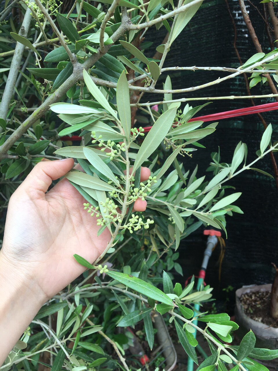 Cây Oliu lớn dáng tree cao >2m