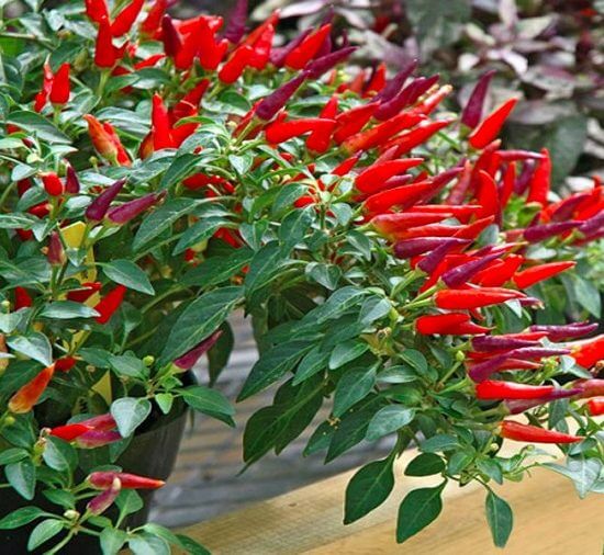 Gói 0.1g hạt giống ớt chỉ thiên siêu cay F1