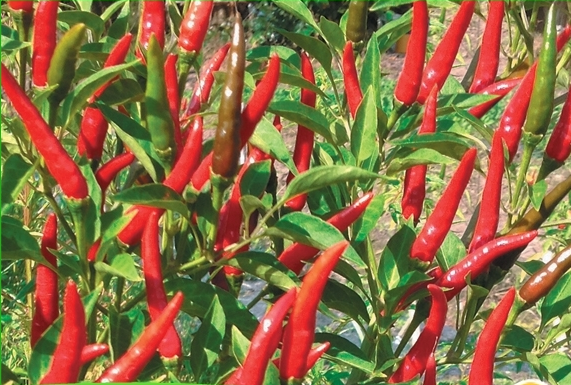 Gói 0.1g hạt giống ớt chỉ thiên siêu cay F1