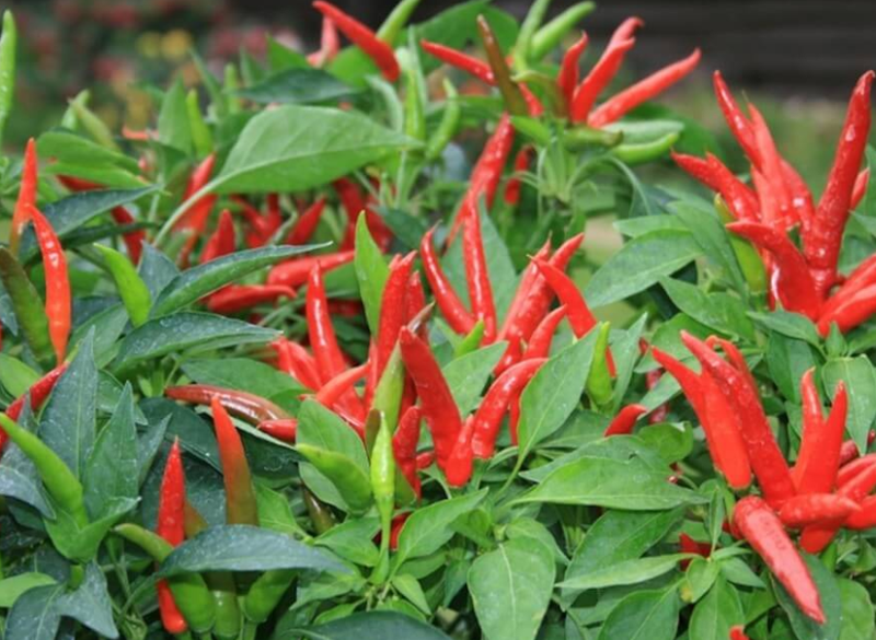 Gói 0.1g hạt giống ớt chỉ thiên siêu cay F1