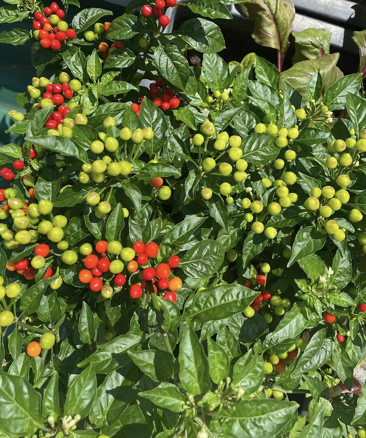Chậu cây giống ớt Peru đỏ đang sẵn trái