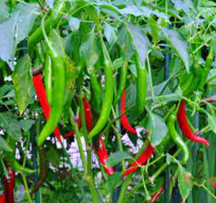 Gói 0.2gr ớt sừng hàn Quốc