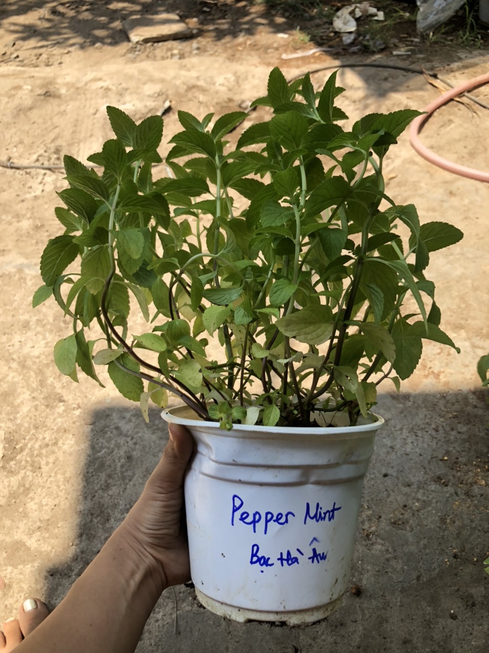 Chậu cây bạc hà Pepper Mint