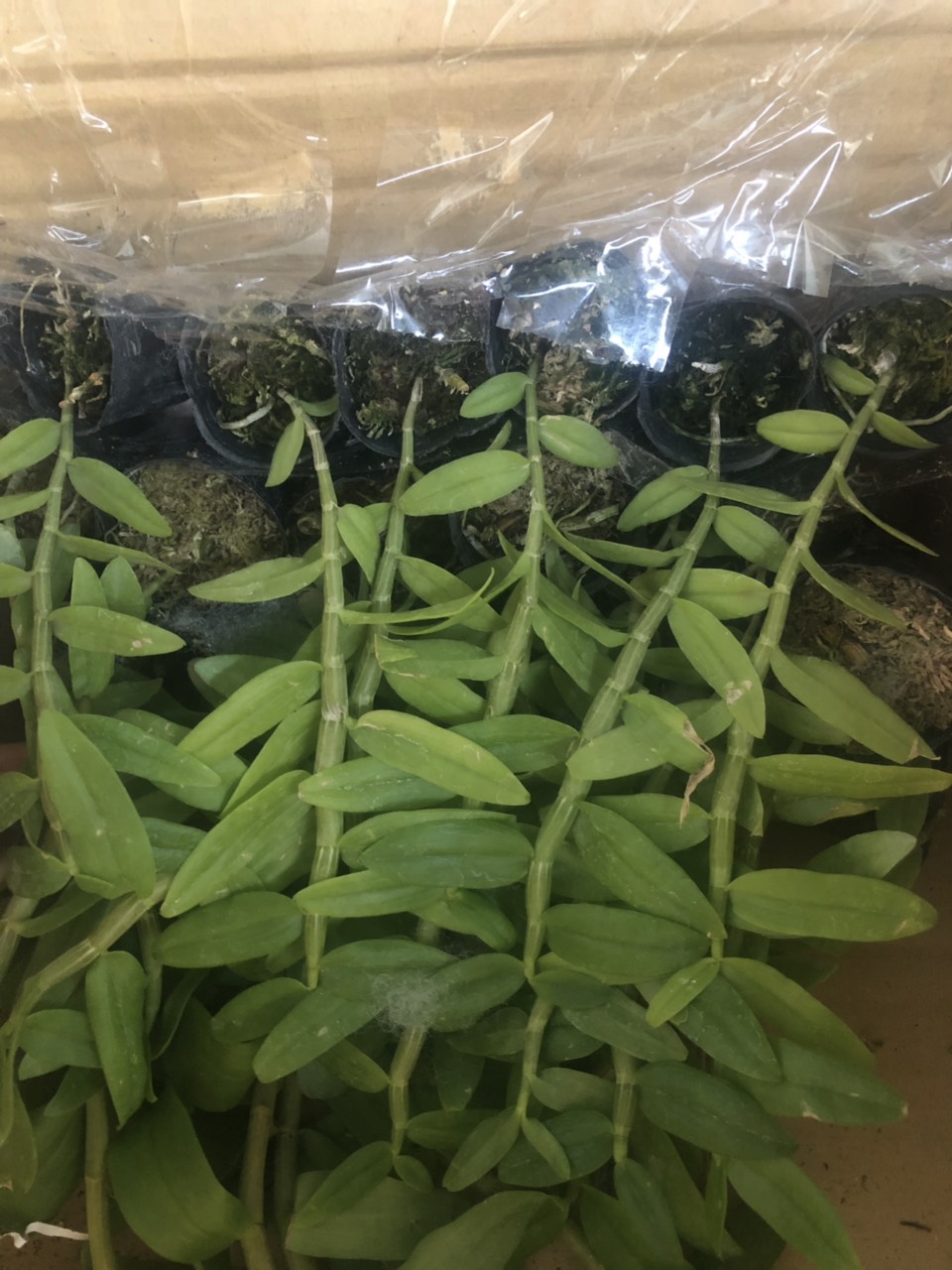 Cốc giống Giả Hạc - Phi Điệp 5 cánh trắng họng hồng 1 thân dài 15-20cm đã thuần khí hậu Việt Nam