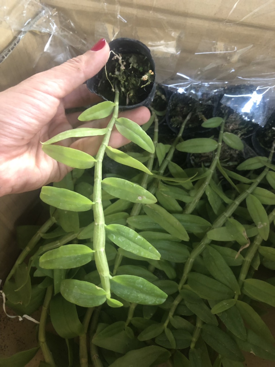 Cốc giống Giả Hạc - Phi Điệp 5 cánh trắng họng hồng 1 thân dài 15-20cm đã thuần khí hậu Việt Nam