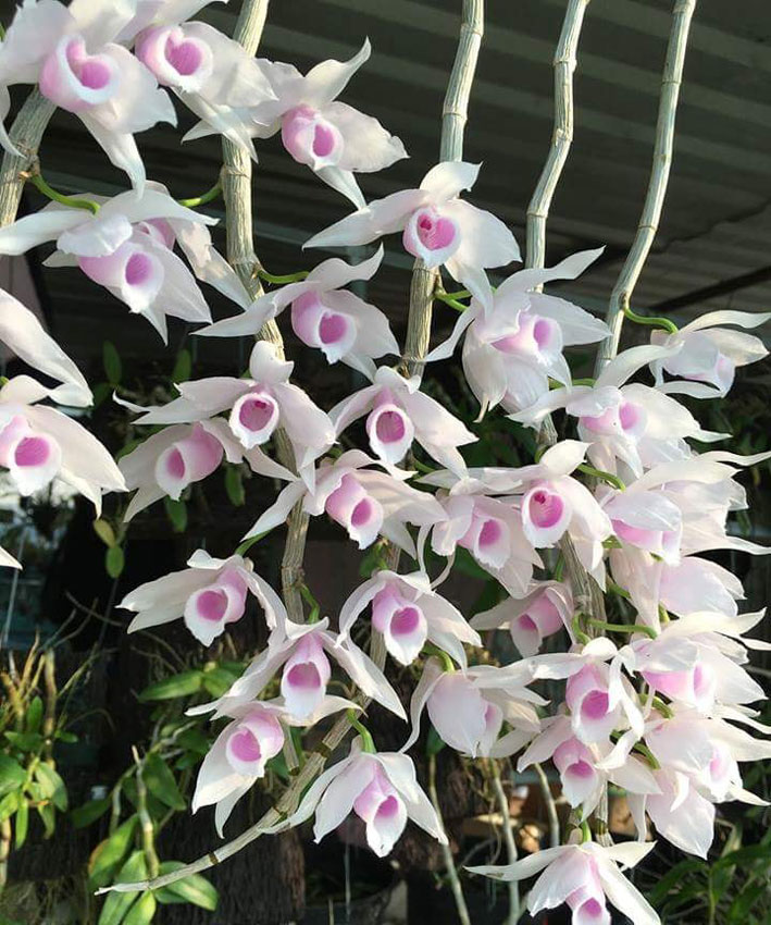 Cốc giống Giả Hạc - Phi Điệp 5 cánh trắng họng hồng 1 thân dài 15-20cm đã thuần khí hậu Việt Nam