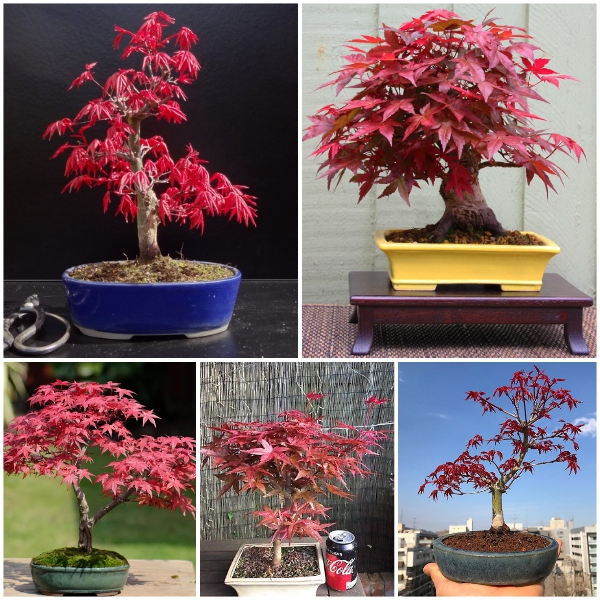Cây giống Phong Lá Đỏ bonsai đã thuần khí hậu Việt Nam