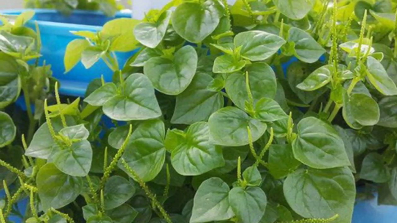 Gói 0.5gr hạt giống rau càng cua