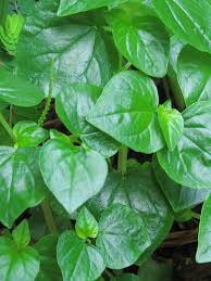 Gói 0.5gr hạt giống rau càng cua