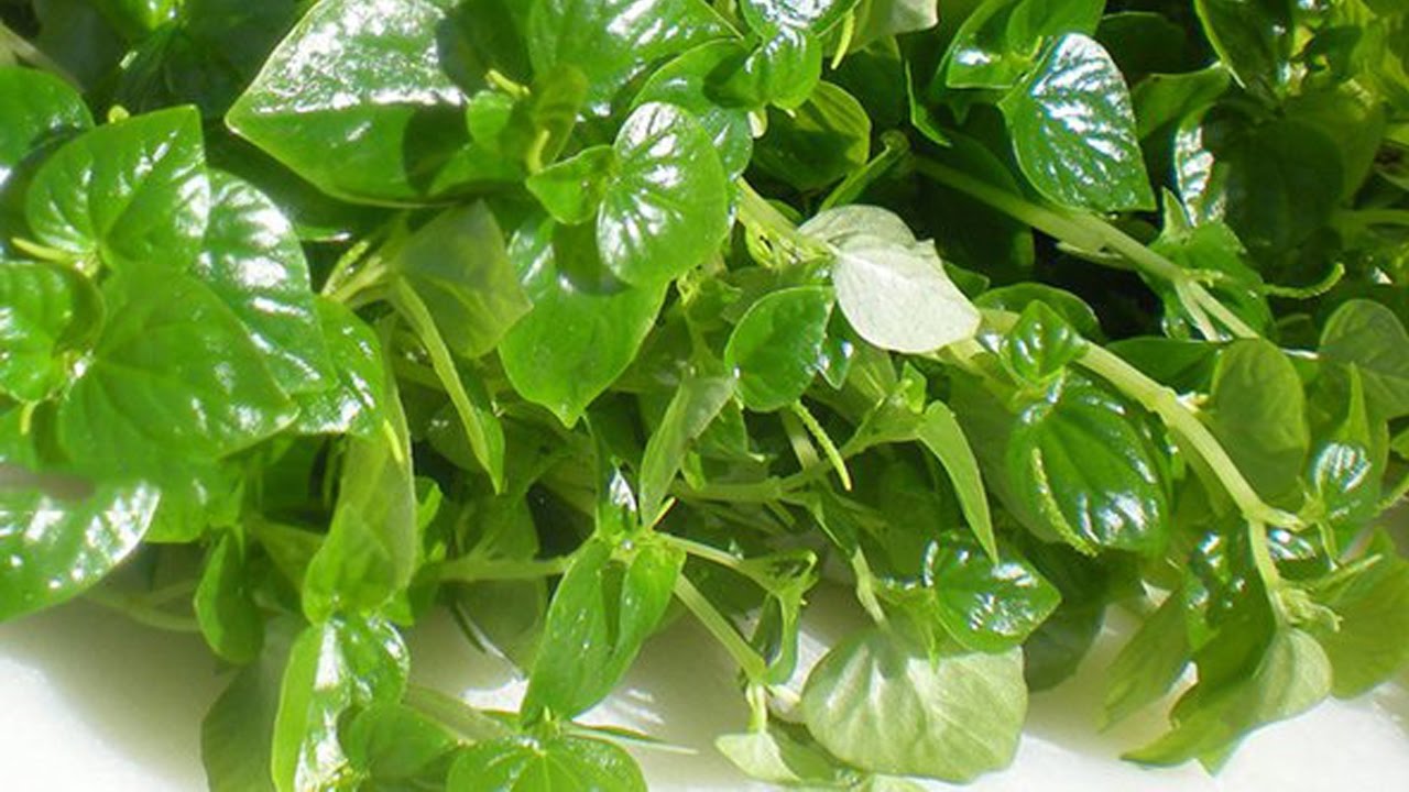 Gói 0.5gr hạt giống rau càng cua