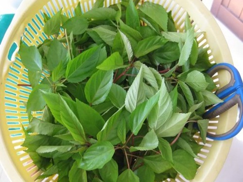 Gói 20g hạt giống rau đay đỏ