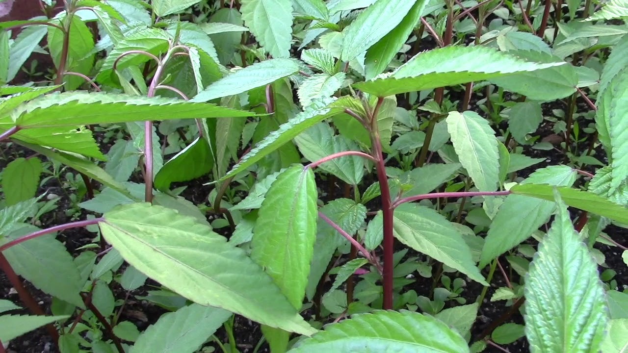 Gói 20g hạt giống rau đay đỏ