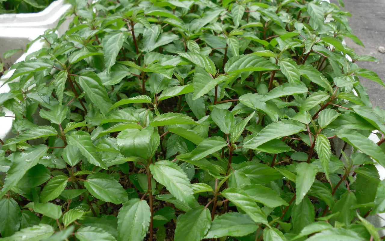 Gói 20g hạt giống rau đay đỏ