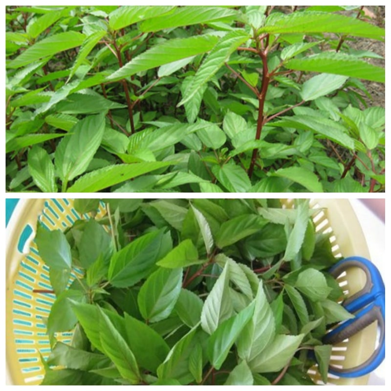 Gói 20g hạt giống rau đay đỏ