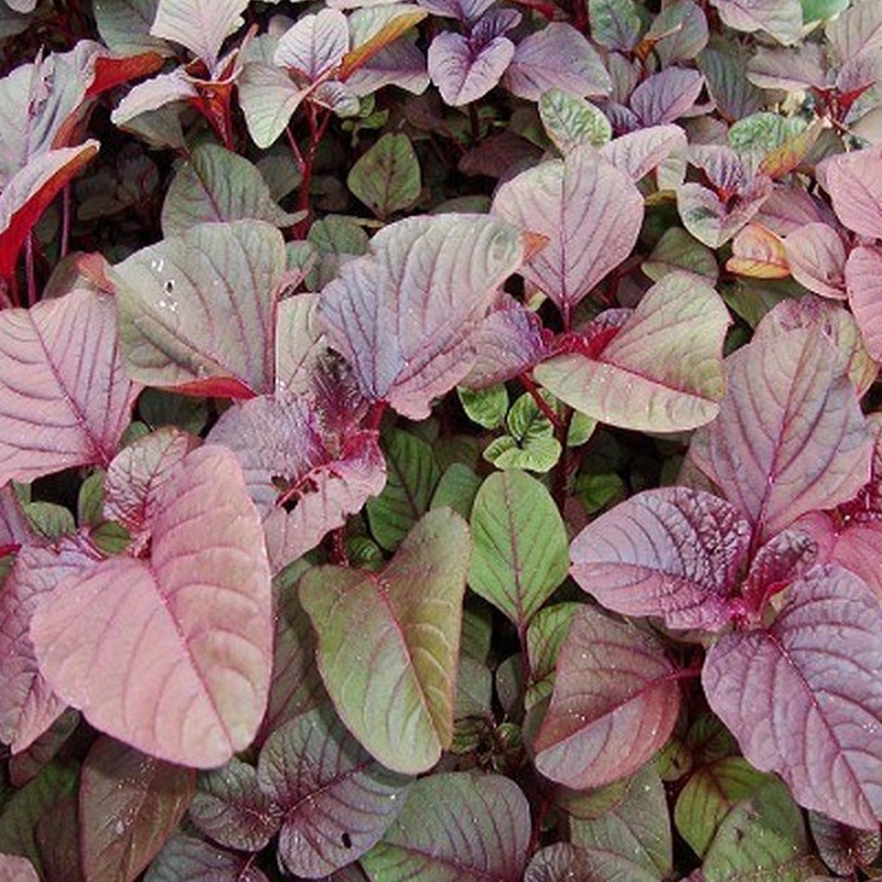 Gói 100g hạt giống rau dền đỏ - Nanuseeds