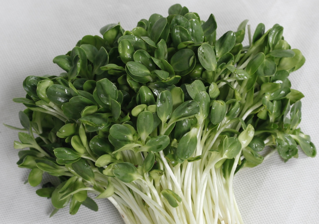 Gói 100g Hạt Giống Rau Mầm Hướng Dương_ Thế Giới Rau Mầm