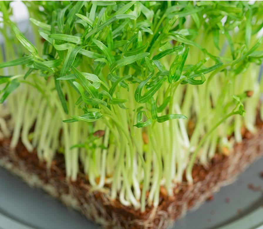 Gói 20g Hạt giống rau mầm rau muống Indonesia _ Thế Giới Rau Mầm