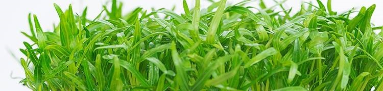 Gói 1Kg Hạt giống rau mầm rau muống Indonesia _ Thế Giới Rau Mầm