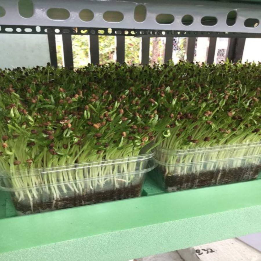 Gói 1Kg Hạt giống rau mầm rau muống Việt Nam _ Thế Giới Rau Mầm