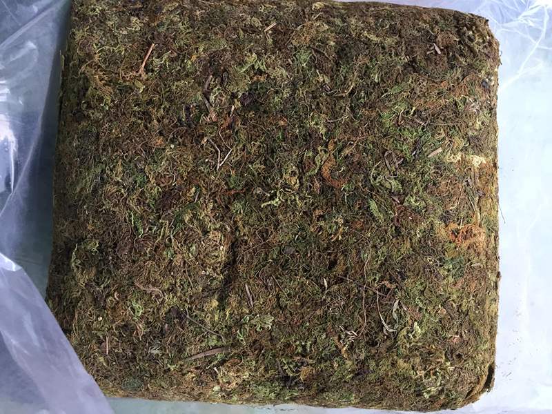 Gói 1kg rêu rừng sạch - giá thể trồng lan