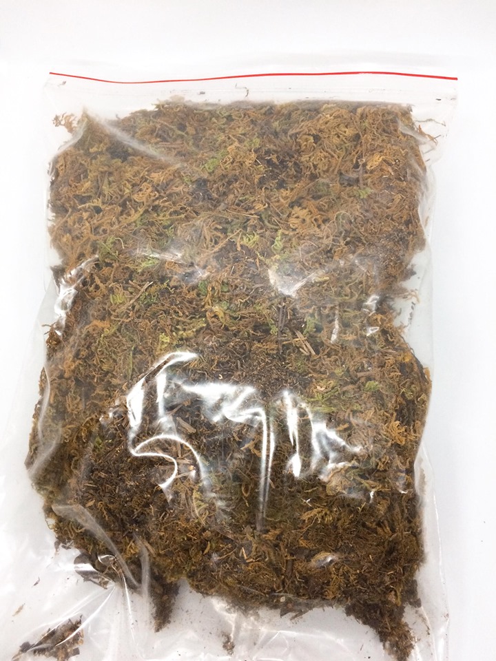 Gói 1kg rêu rừng sạch - giá thể trồng lan
