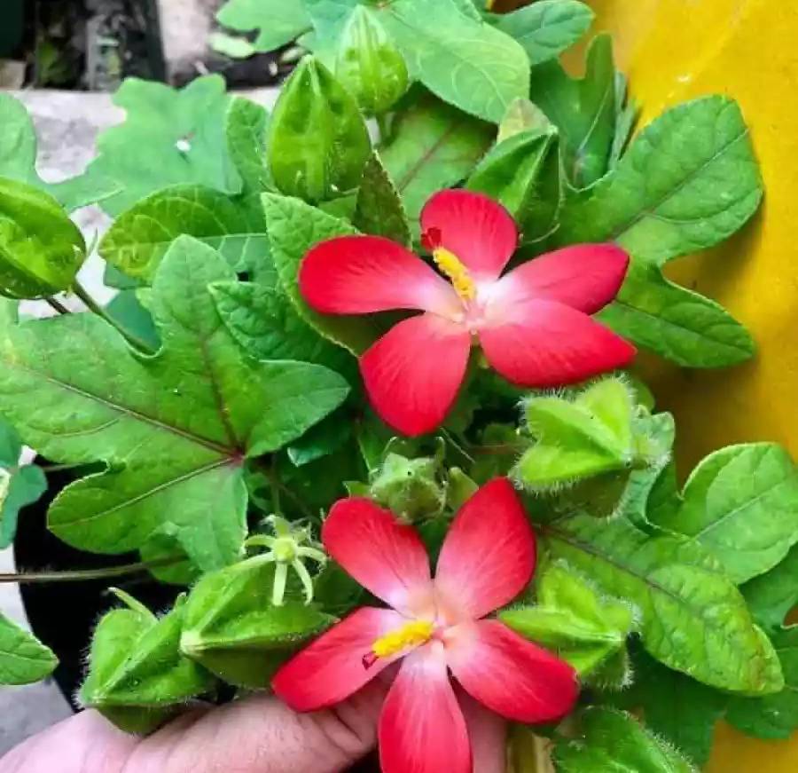 Chậu cây giống sâm bố chính 6-8 tháng tuổi