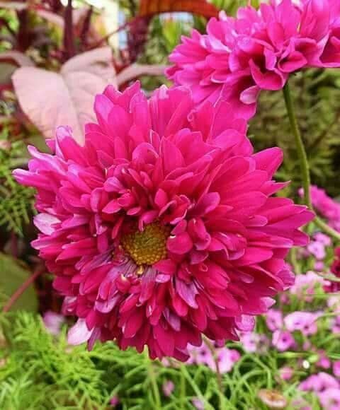 Gói 20 hạt giống hoa sao nhái kép lùn mix