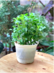 Chậu cây cỏ ngọt - cúc ngọt - Stevia