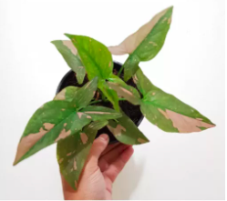 Trầu Bà Hồng Syngonium Pink Splash màu sắc và form dáng độc đáo