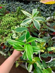 Cây Cát lồi đột biến/ Môn chong chóng Var