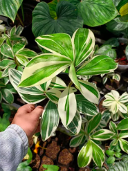 Cây Cát lồi đột biến/ Môn chong chóng Var