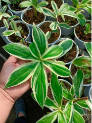 Cây Cát lồi đột biến/ Môn chong chóng Var