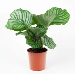Cây đuôi công táo xanh - Calathea makoyana