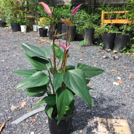 Chậu Cây Hồng Môn Hoa Tím - Cây có hoa để bàn thanh lọc không khí