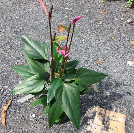 Chậu Cây Hồng Môn Hoa Tím - Cây có hoa để bàn thanh lọc không khí