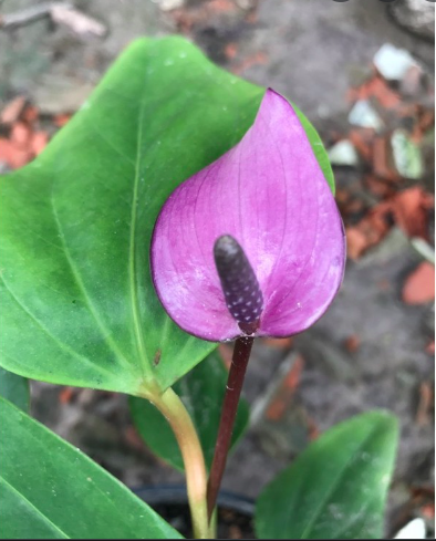 Chậu Cây Hồng Môn Hoa Tím - Cây có hoa để bàn thanh lọc không khí