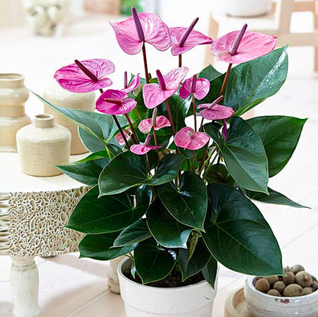 Chậu Cây Hồng Môn Hoa Tím - Cây có hoa để bàn thanh lọc không khí