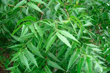 Cây sầu đâu (Neem) - vị thuốc dân gian tốt cho sức khỏe