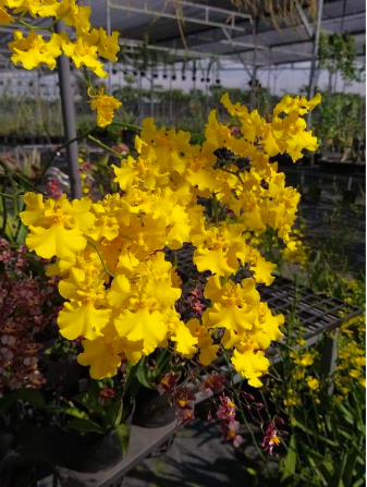 Lan vũ nữ 3 váy nụ lùm