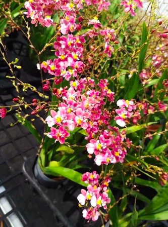 Lan vũ nữ ngọc nữ cây trưởng thành cho hoa màu hồng tím