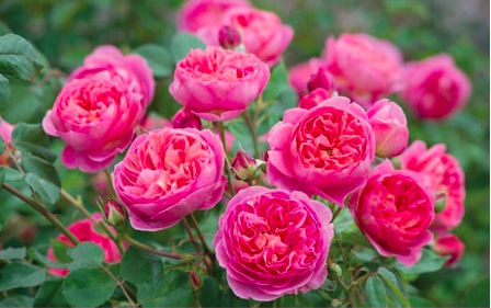 Cây Hồng nhật Dream Light cho hoa thơm màu hồng phấn rất đẹp