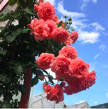 Hồng bụi Corail Gelee bông chùm màu hoa cam cá hồi, giao cây ổn định sắp hoa