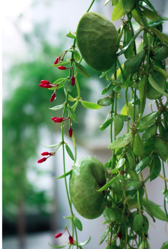 Chậu treo lan vỏ sò