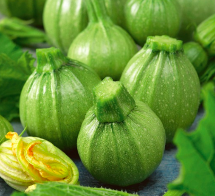 Gói 4 hạt giống bí ngòi banh xanh sáng F1